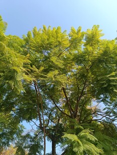 阳光下的葱郁树木