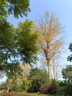 秋日公园树木景致