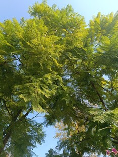 阳光下的葱郁绿树