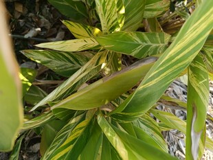 翠绿叶片植物特写