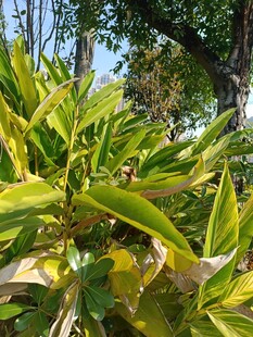 黄绿相间的斑斓植物叶片