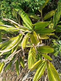 黄绿相间叶片的植物