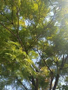 阳光照耀下的葱郁树木