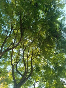 仰视繁茂树枝与绿叶