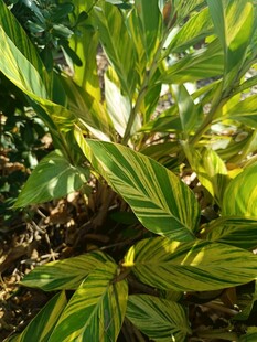 斑斓叶片的翠绿植物