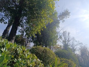 山林绿意盎然的自然景致