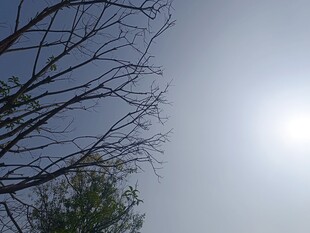 阳光下的树枝剪影