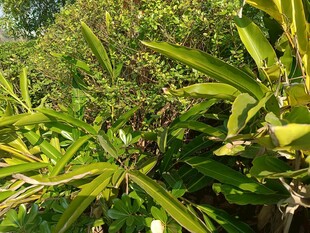 繁茂绿植展现自然生机