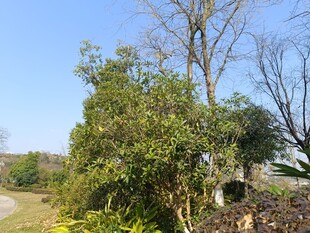 乡村路旁繁茂树木景观