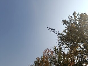 阳光下的树梢与蓝天