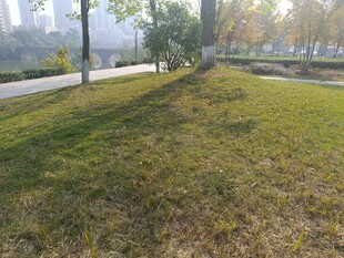 城市公园草地景观