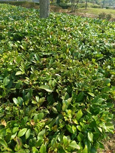 翠绿繁茂的茶树景观