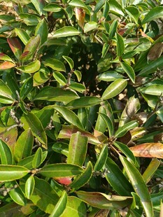 翠绿繁茂的植物叶片