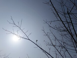 冬日树枝映着明亮日光