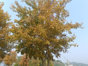 秋日金黄树木风景图