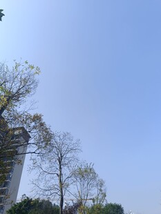 蓝天之下的树木与建筑