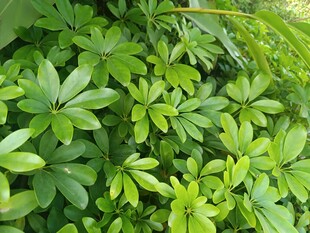 翠绿繁茂的掌状叶片植物