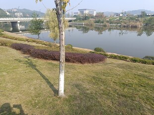 湖畔草地树木风景图