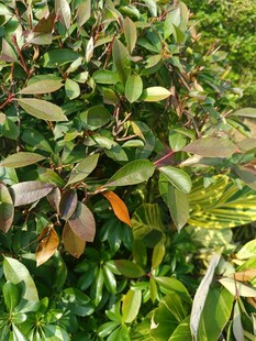 多彩叶片植物景观