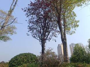 城市中多彩树木与绿植景观