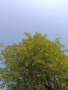 阳光下的葱郁树冠