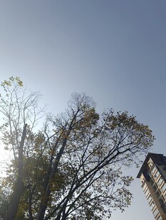 阳光下的树木与高楼