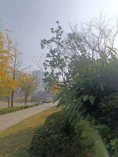 秋日林间小道风景