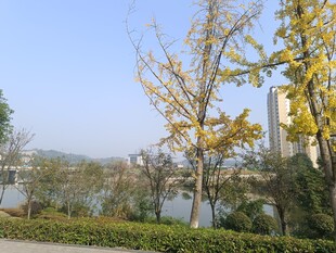 秋日湖畔金黄树木景致