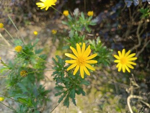 野外绽放的黄色小花