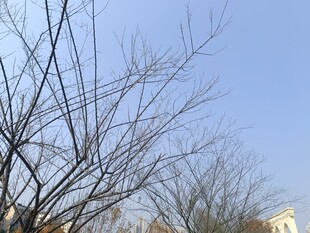 冬日光秃树枝与蓝天