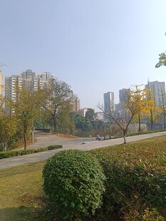 城市公园中的绿植与建筑景观