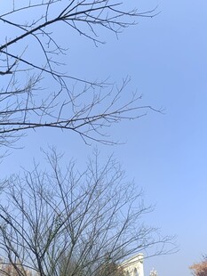 蓝天枯枝下的建筑景象