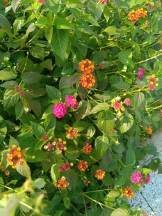 多彩花卉攀爬绿植墙