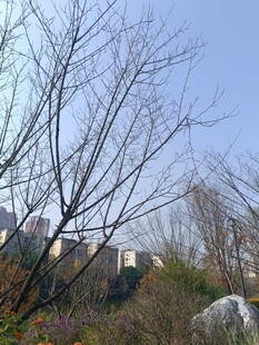 冬日城郊萧瑟树木景观