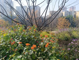 城市中的自然花卉景观