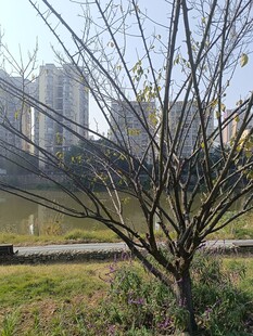 城市湖畔枯树景观