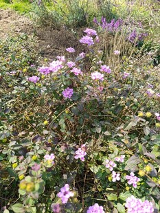 野外绽放的多彩花卉