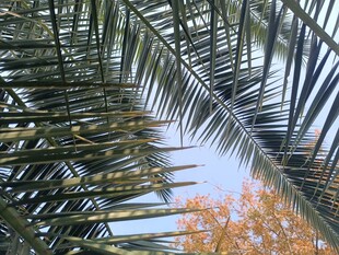 仰视下的棕榈与斑斓树叶