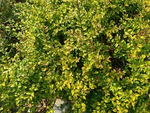 翠绿繁茂的树叶景观