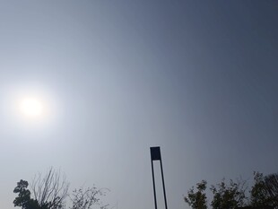 晴天阳光下的树木与灯杆