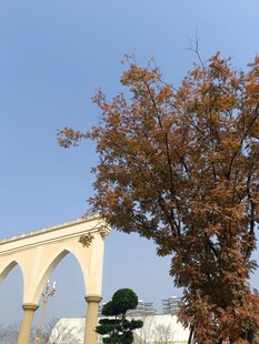 拱形建筑旁的秋色树木