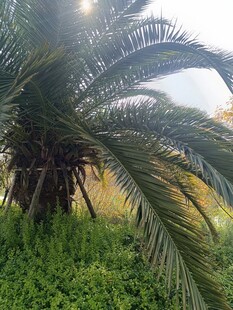 阳光下的棕榈树与绿植