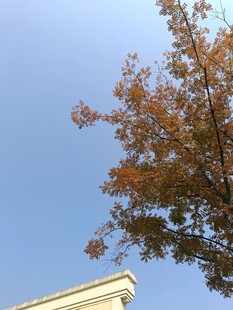 秋日树梢与蓝天景致