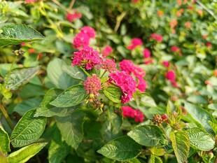 娇艳蔷薇绽放绿意间