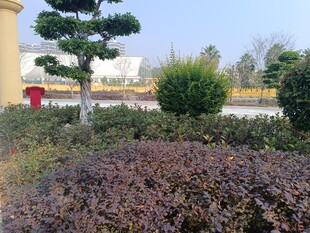 园林景观中的绿植与灌木