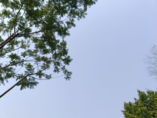 仰视蓝天中的葱郁树木