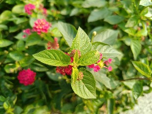 绿叶间的娇艳粉色花朵