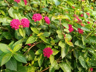 鲜艳粉花绽放绿叶间