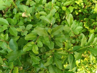 翠绿繁茂的植物叶片