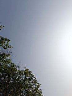 阳光下的绿树与蓝天